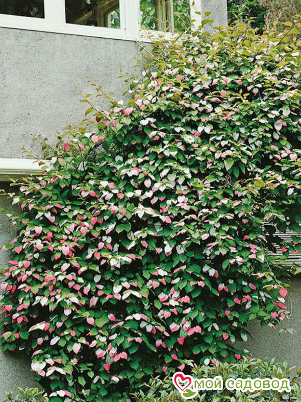 Киви актинидия Доктор Шимановский (морозостойкий сорт)