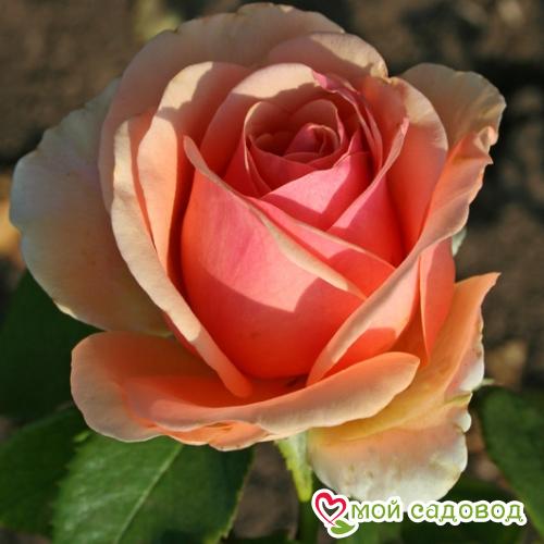 Роза чайно-гибридная Кинг Конг