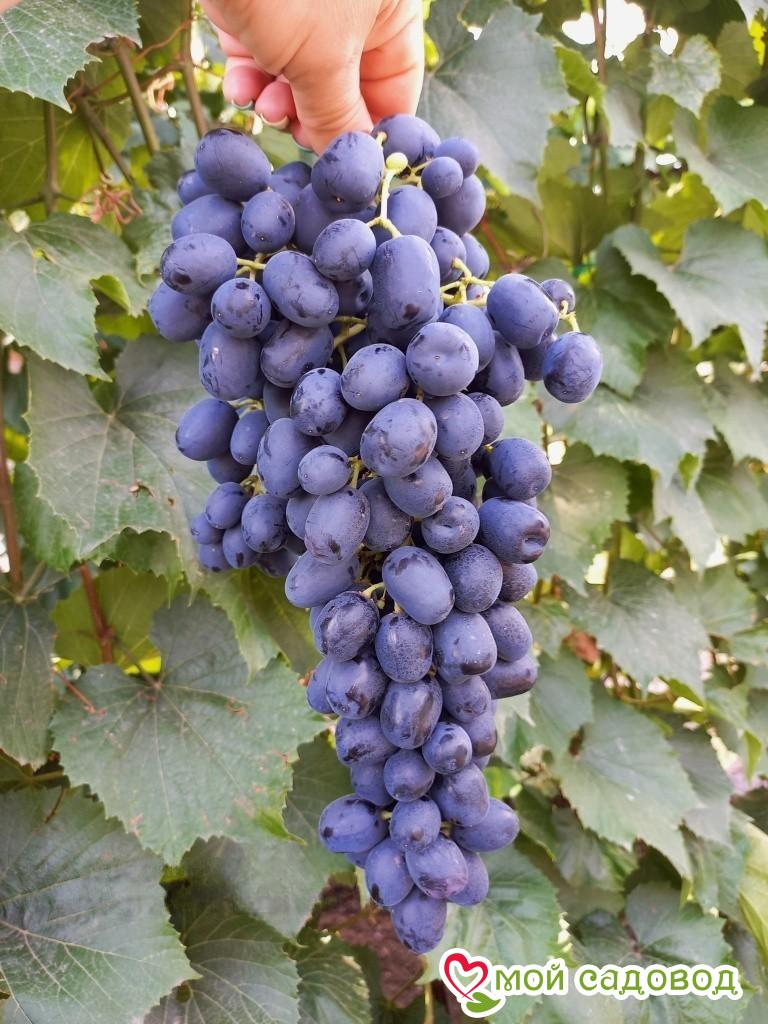 Виноград Аттика