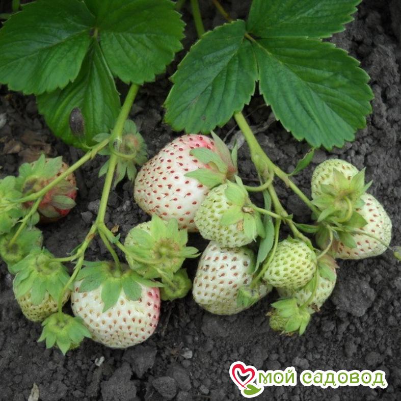 Клубника Белый швед