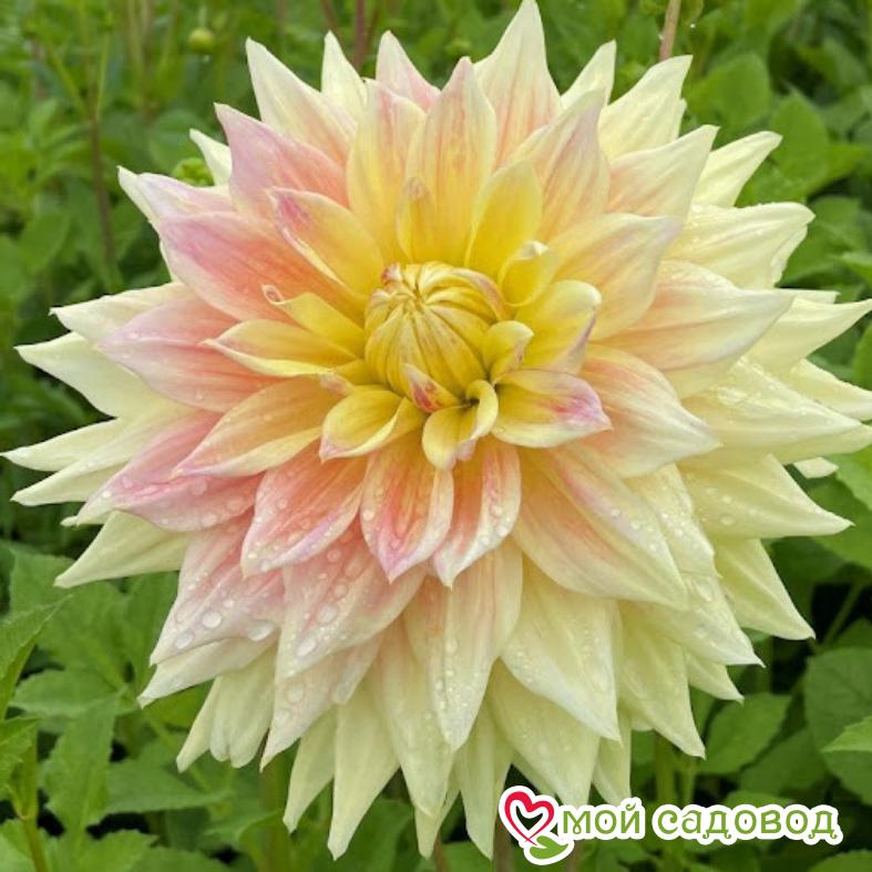 Георгина Адванс (Advance)