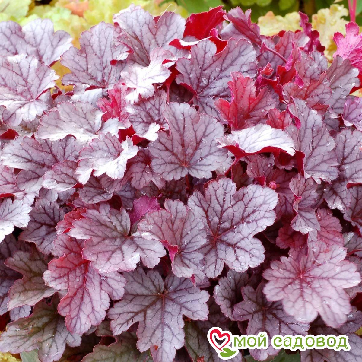 Гейхера Милан