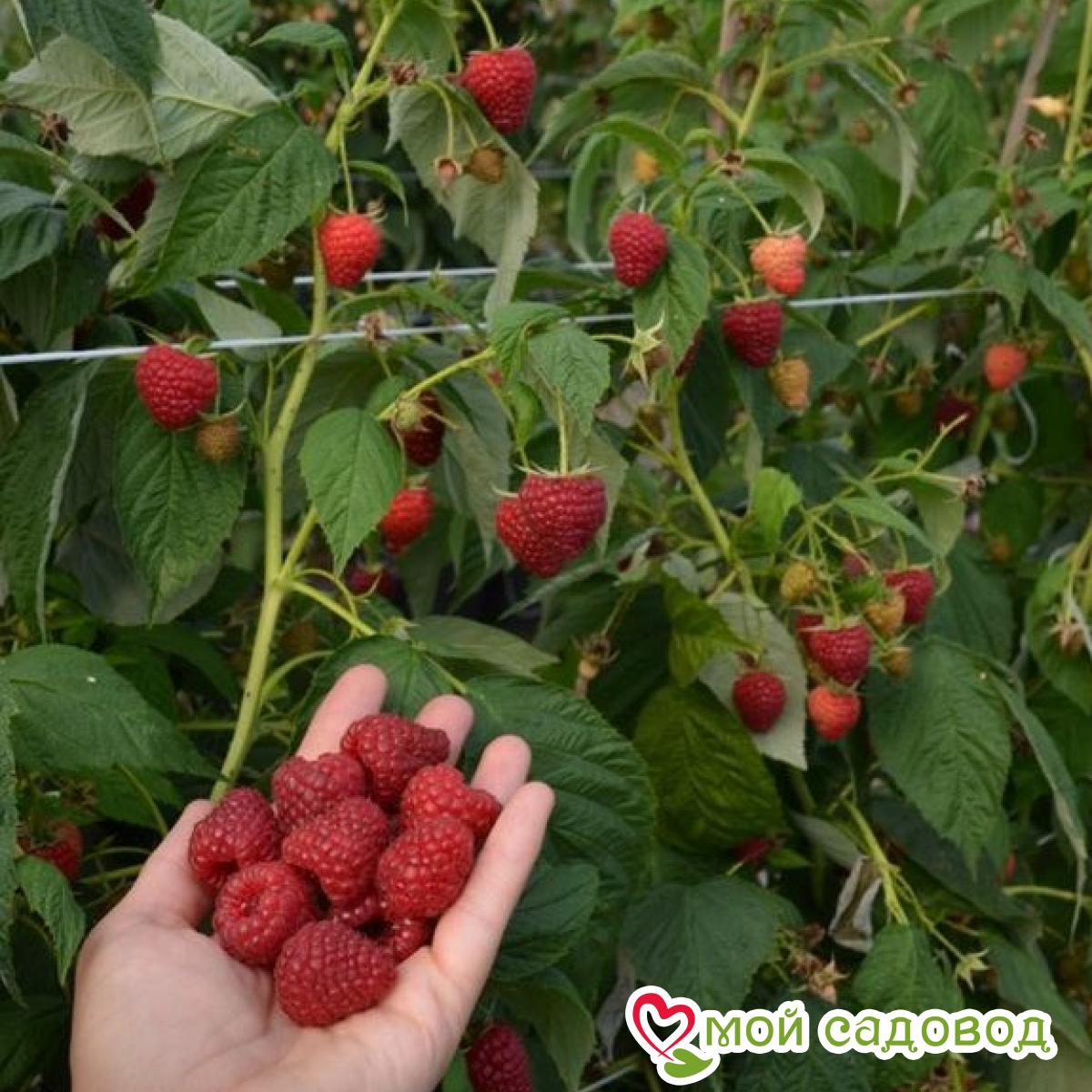 Малина Жозефина