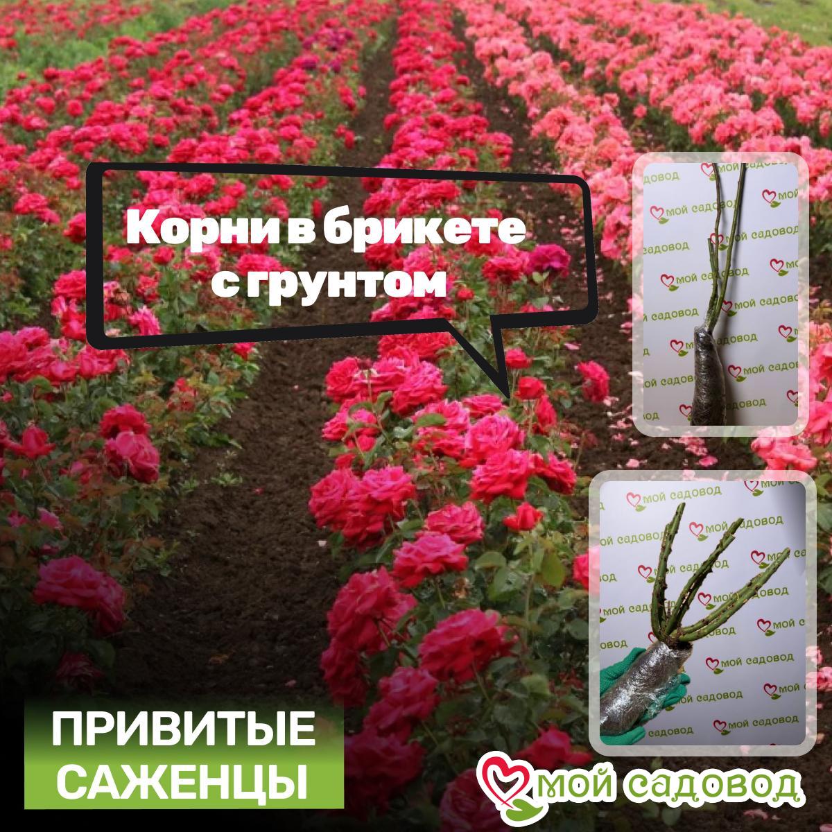 Роза Черная