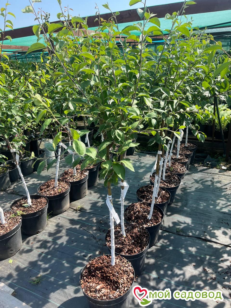 Яблоня Медок (колоновидная)