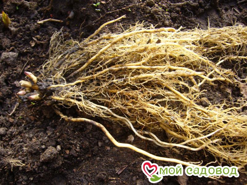 Флокс Турбо Блум